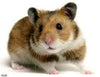 Rodent Pet Food 2 Pounds for all Types of Rodents Complete Diet Mice Rats, Gerbils Hamsters Squirrels Blocks for all Your Large or Small Rodent Needs No Dust Harlan 8640 Teklad Bulk