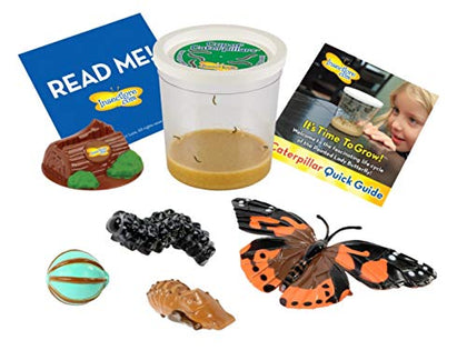 Insect Lore 5 Live Caterpillars Cup of Caterpillars Butterfly Kit Refill - Plus Butterfly Life Cycle Stages Toy Figurines - Shipped Now