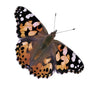 Butterfly Garden: Farm Habitat and Live Cup of Caterpillars - Life Science & STEM Education