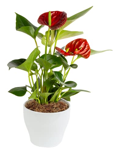Costa Farms Anthurium Plant, Live Indoor Houseplant with Red Flowers, Easy Grow Flowering House Plant in Cute Décor Pot, Birthday, Housewarming, Get Well Soon, Home, Room, Office Décor, 12-Inches Tall