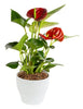 Costa Farms Anthurium Plant, Live Indoor Houseplant with Red Flowers, Easy Grow Flowering House Plant in Cute Décor Pot, Birthday, Housewarming, Get Well Soon, Home, Room, Office Décor, 12-Inches Tall