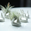 Dahey Air Plant Holder Cute Ceramic Mini Hand Shape Stand Airplants Tillandsia Small Container Pot Plant Decorative Home Decor for Desk Table Shelf,White,1 Pack