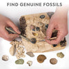 NATIONAL GEOGRAPHIC Mega Fossil Dig Kit - Excavate 15 Genuine Prehistoric Fossils, Kids Educational Toys, Great Science Kit Gift for Girls and Boys (Amazon Exclusive)