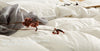 APSMILE Feather Down Comforter Duvet Full/Queen Size, All Seasons Goose Feather Down Duvet -100% Organic Cotton, 750 Fill-Power 42oz Medium Warm Hotel Comforter Insert, 90x90, Ivory White