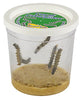 Insect Lore 5 Live Caterpillars Cup of Caterpillars Butterfly Kit Refill - Plus Butterfly Life Cycle Stages Toy Figurines - Shipped Now