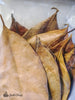 Josh's Frogs Large Jackfruit Leaf Litter (10 Count)