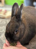 Sherwood Pet Health Adult Rabbit Food Timothy Hay Pellet 10 lbs. Hay-Based, Grain-Free, Soy-Free for Better Digestion