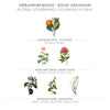 Panier des Sens - Rose Geranium Eau de Toilette - Light Perfume for Women - Natural, Gourmet & Floral Fragrance - Hair & Body - Women's Eau de Toilette Made in France - Vegan Friendly - 1.7 Floz