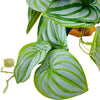 YOGURTCK Reptile Artificial Plants, Amphibian Habitat Hideout, Terrarium Decorations - Peperomia Watermelon