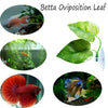 CousDUoBe Betta Fish Leaf Pad Improves Betta's Health by Simulating The Natural Habitat - Natural, Organic, Comfortable Rest Area for Fish Aquarium