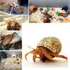 15PCS Hermit Crab Shells (6 Types) Natural Hermit Crab Shells, for Small to Large Hermit Crab Turbo Shells Hermit Crab Supplies