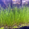 Live Aquarium Plant See ds Combo,Fresh Water Grass Plants Mini Leaf & Longhair Grass Small Pearl for Fish Tank Terrarium Aquatic Dwarf Carpet Decor Decoration (1M1L)