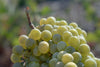 KORRES Santorini Grape Velvet Skin Drink, 1 fl. oz.