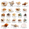WeDoSoy 21PCS Hermit Crab Shells Large Medium Small | Sea Conch Size 1.2