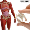 Be Amazing! Toys Interactive Human Body - 60 Piece Fully Poseable Anatomy Figure - 14 Tall Model - Anatomy Kit - Removable Muscles, Organs,Bones STEM Toy - Ages 8+