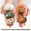 5PCS Medium and Large Hermit Crab Shells | Natural Sea Conch Size 2.2
