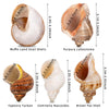 WeDoSoy 5PCS Large Hermit Crab Shells | Natural Sea Conch Size 2.8