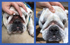Squishface Wrinkle Wipes - 5x7 Large Dog Wipes - Deodorizing, Tear Stain Remover - Great for English Bulldog, Pugs, Frenchie, Bulldogs, French Bulldogs & Any Breed! 5x7