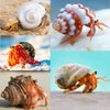 15PCS Hermit Crab Shells (6 Types) Natural Hermit Crab Shells, for Small to Large Hermit Crab Turbo Shells Hermit Crab Supplies