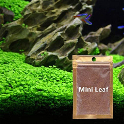 2 Pack Aquarium Small Leaf Grass