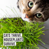 The Cat Ladies Cat Grass Refill Kit 100% Organic 3 Pack