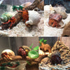 Hermit Crab Shells 17PCS (9 Types) Medium Small Growth Turbo Seashells 0.6-1.6 Inch Various Openning Size Natural