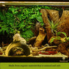 SunGrow Hermit Crab Huts, 5x3 Inches, Arthropod's Coconut Hide, Spacious Coco Tunnel, Use as Hermit Cave or Climber, 1-Pc