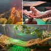 kathson Bearded Dragon Hammock,Large Lizard Lounger,Reptile Tank Hanging Plants Climbing Jungle Vines Flexible Leaves Decorations for Lizards Chameleon Gecko Snakes(3 PCS)