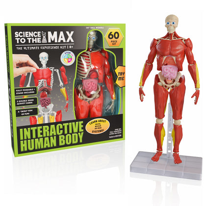 Be Amazing! Toys Interactive Human Body - 60 Piece Fully Poseable Anatomy Figure - 14 Tall Model - Anatomy Kit - Removable Muscles, Organs,Bones STEM Toy - Ages 8+