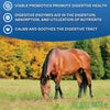Rejuvenate+ Equine Oral Paste (60g Oral Syringe, Pack of 1) Digestive and Immune Support for Horses - Horse Supplements for Digestion