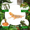 9 Pieces Reptile Jungle Vines Decor Set Include Bendable Flexible Climbing Plastic Plants with Suction Cups Tank Accessories Habitat Decor for Gecko, Snake, Hermit Crab