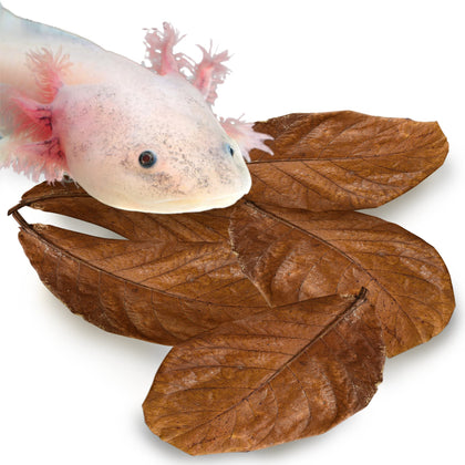 SunGrow 10 Pack Axolotl Indian Almond Leaves for Aquarium, 5-Inches, Catappa Leaf Soothes Pets Slime Skin, Aquarium Water Conditioner Leaves Improves Tank Water Quality, Speeds Up Recovery Process