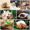 WeDoSoy 21PCS Hermit Crab Shells Large Medium Small | Sea Conch Size 1.2