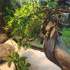 kathson Reptile Plants,Bendable Jungle Vines,Flexible Hanging Plant Habitat Decoration Tank Accessories for Bearded Dragon Chameleon Lizards Gecko Tree Frog (3 PCS)