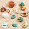 Giftvest Hermit Crab Shells Medium and Large - 12PCS Growth Turbo Seashells Size 1.4