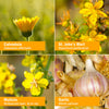 Herb Pharm Mullein Garlic Herbal Oil - contains Calendula, Garlic, Mullein flower, St. John's Wort, Olive Oil, 1 Ounce