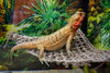 PENN-PLAX Reptology Lizard Lounger Corner Triangle - 100% Natural Seagrass Fiber - Great for Bearded Dragons, Anoles, Geckos, Iguanas, and Other Reptiles - Small