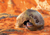 Exo Terra Gecko Cave for Reptiles and Amphibians, Reptile Hideout, Medium, PT2865