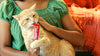 Hartz Delectables Squeeze Up Variety Packs Interactive Lickable Wet Cat Treats, 54 Count